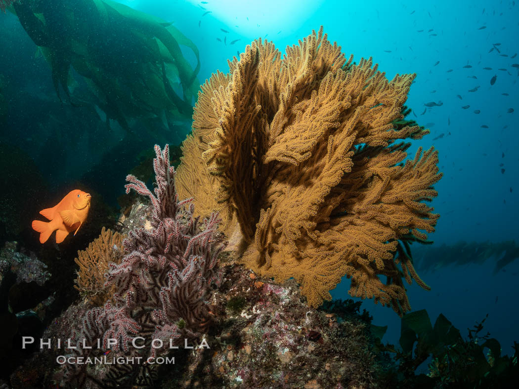 Garibaldi and golden gorgonian, with a underwater forest of giant kelp rising in the background, underwater. Catalina Island, California, USA, natural history stock photograph, photo id 37154