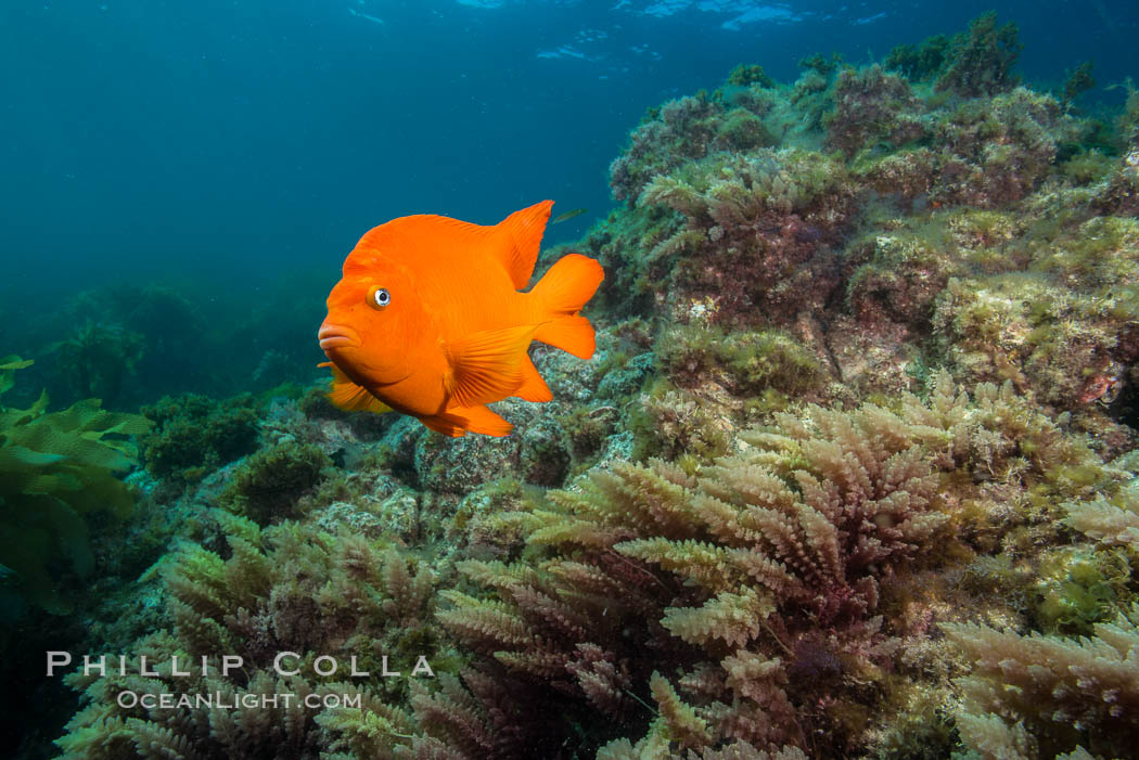 Garibaldi and Asparagopsis taxiformis (red marine algae), San Clemente Island. California, USA, Asparagopsis taxiformis, Hypsypops rubicundus, natural history stock photograph, photo id 30882