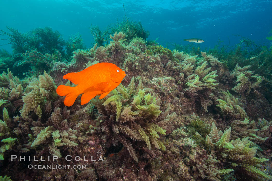 Garibaldi and Asparagopsis taxiformis (red marine algae), San Clemente Island. California, USA, Asparagopsis taxiformis, Hypsypops rubicundus, natural history stock photograph, photo id 30880