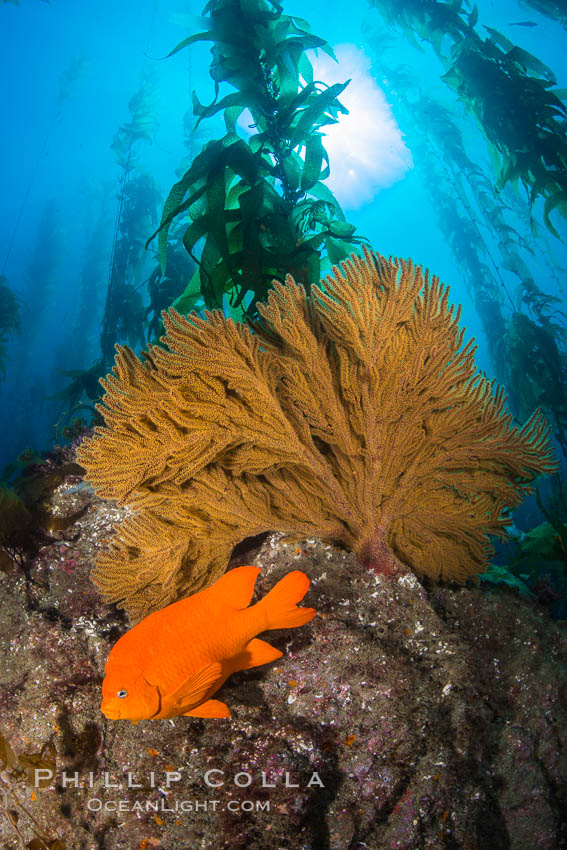 Garibaldi and golden gorgonian, with a underwater forest of giant kelp rising in the background, underwater. Catalina Island, California, USA, Muricea californica, natural history stock photograph, photo id 34218
