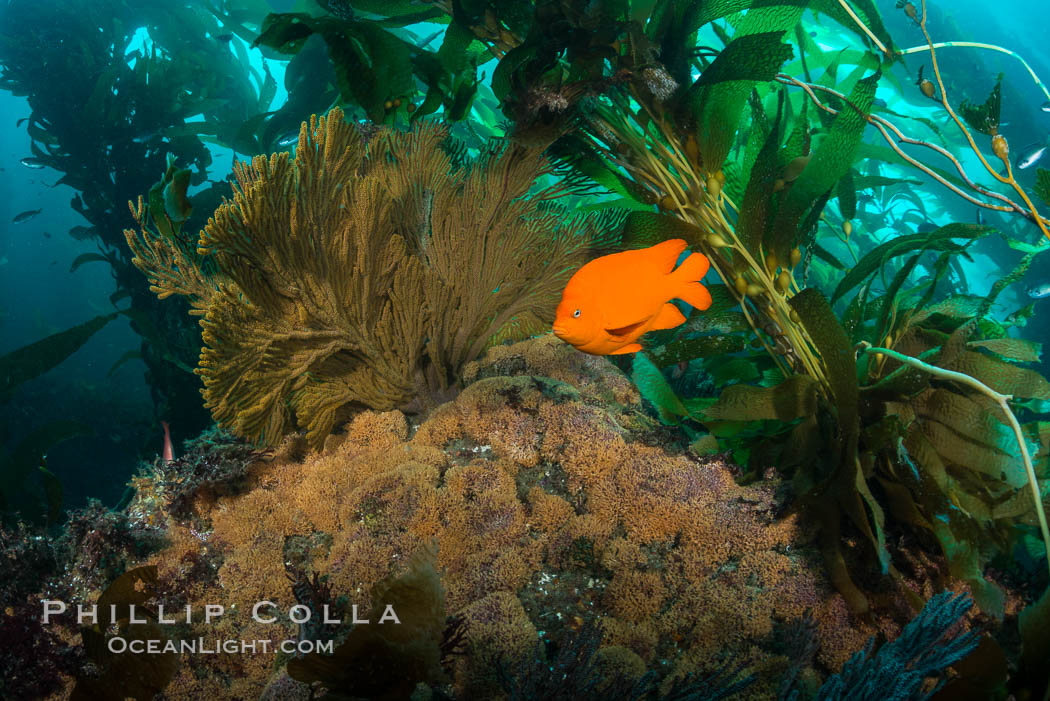 Garibaldi and golden gorgonian, with a underwater forest of giant kelp rising in the background, underwater. Catalina Island, California, USA, Muricea californica, natural history stock photograph, photo id 34184