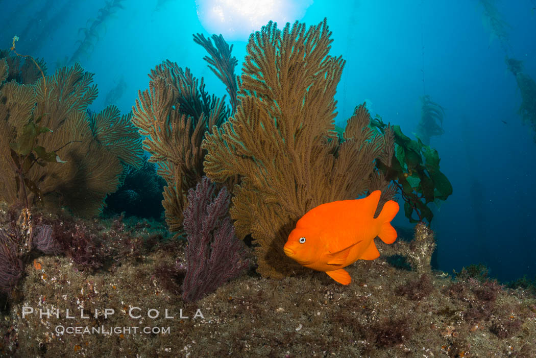 Garibaldi and golden gorgonian, with a underwater forest of giant kelp rising in the background, underwater. Catalina Island, California, USA, Muricea californica, natural history stock photograph, photo id 34216