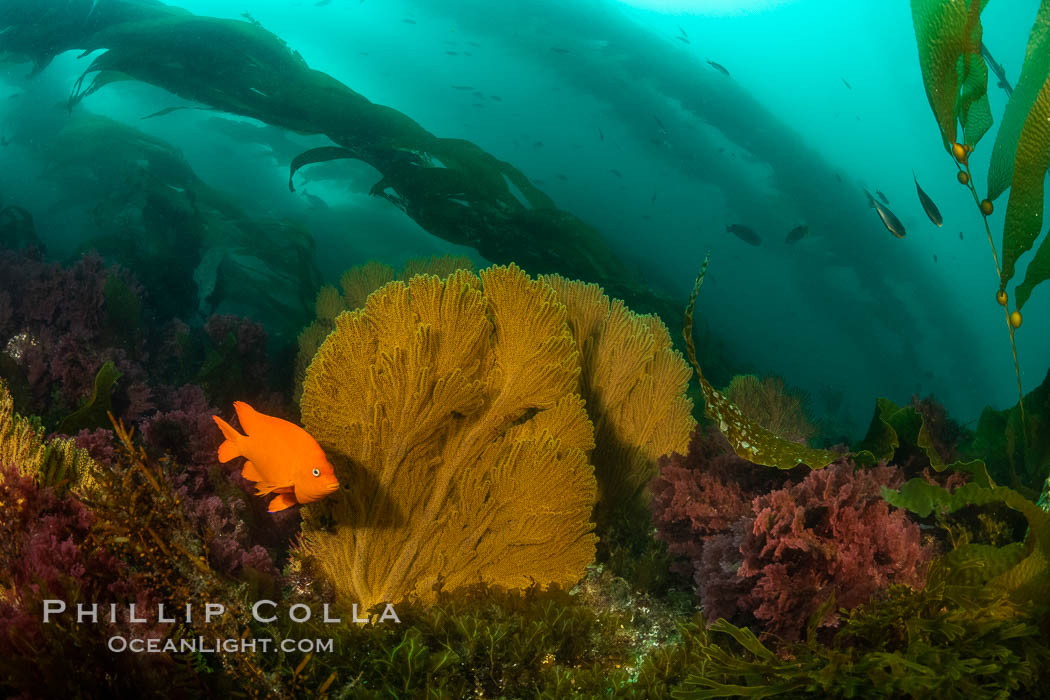 Garibaldi and golden gorgonian, with a underwater forest of giant kelp rising in the background, underwater. San Clemente Island, California, USA, Muricea californica, natural history stock photograph, photo id 37080