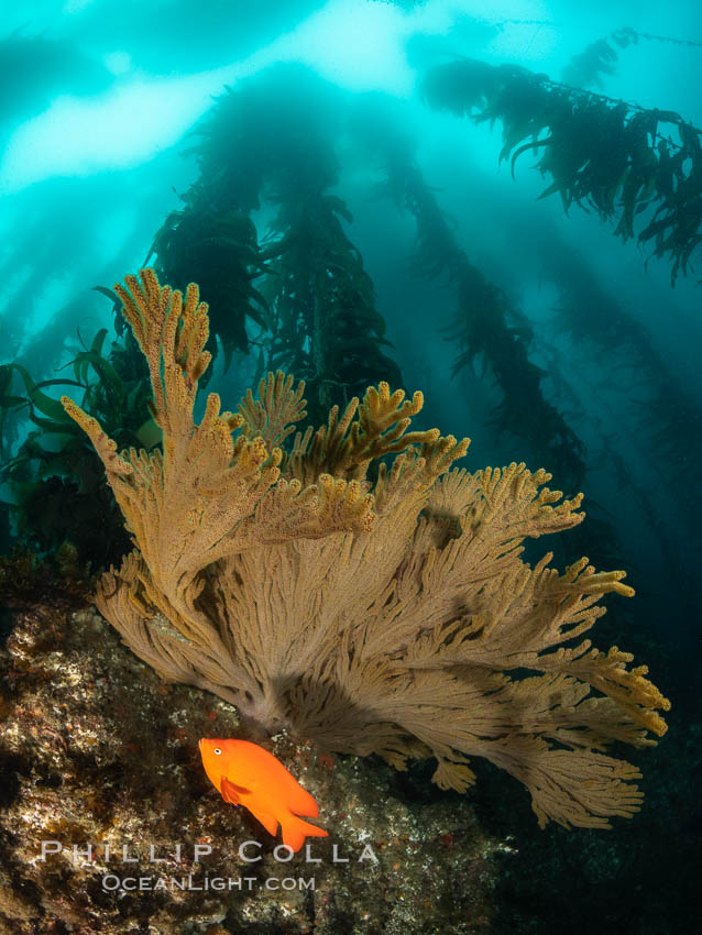 Garibaldi and golden gorgonian, with a underwater forest of giant kelp rising in the background, underwater, Hypsypops rubicundus, Muricea californica, San Clemente Island