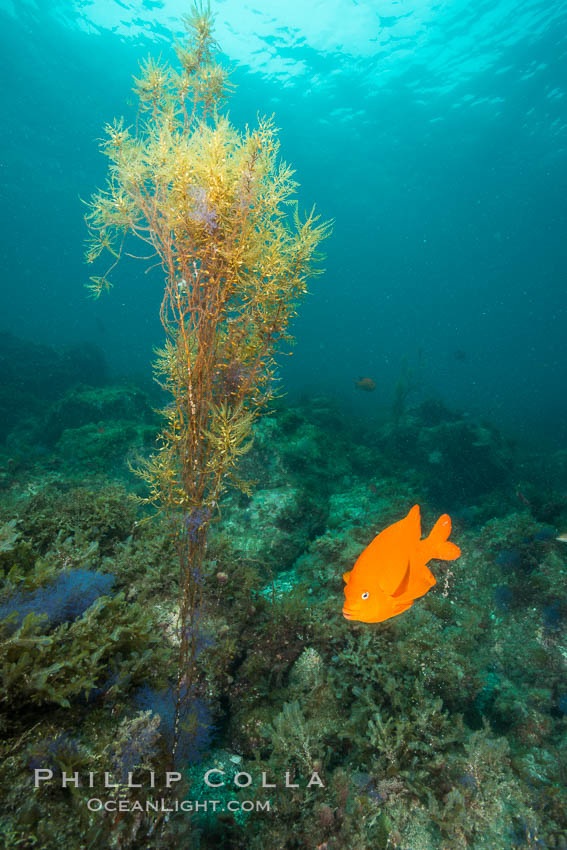 Garibaldi and invasive Sargassum, Catalina. Catalina Island, California, USA, Hypsypops rubicundus, Sargassum horneri, natural history stock photograph, photo id 30970