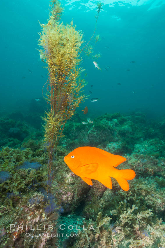 Garibaldi and invasive Sargassum, Catalina. Catalina Island, California, USA, Hypsypops rubicundus, Sargassum horneri, natural history stock photograph, photo id 30968