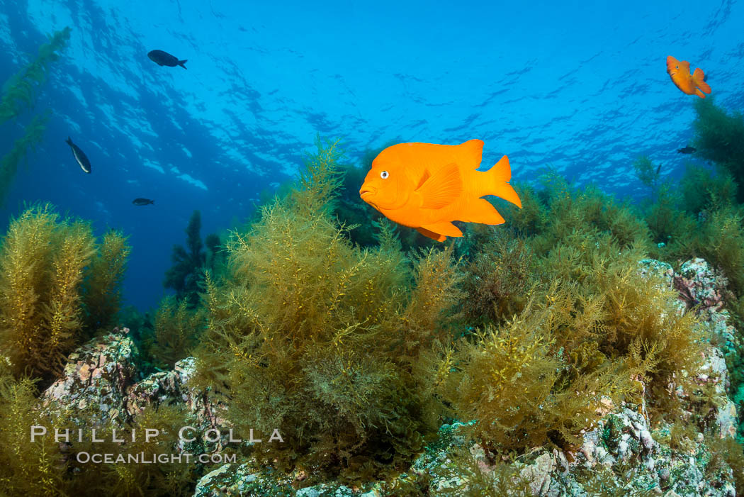 Garibaldi and invasive Sargassum. Catalina Island, California, USA, natural history stock photograph, photo id 34220