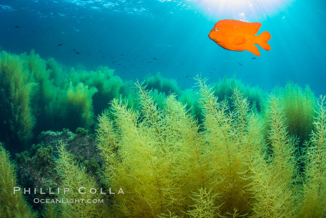 Garibaldi and invasive Sargassum. Catalina Island, California, USA, natural history stock photograph, photo id 34223