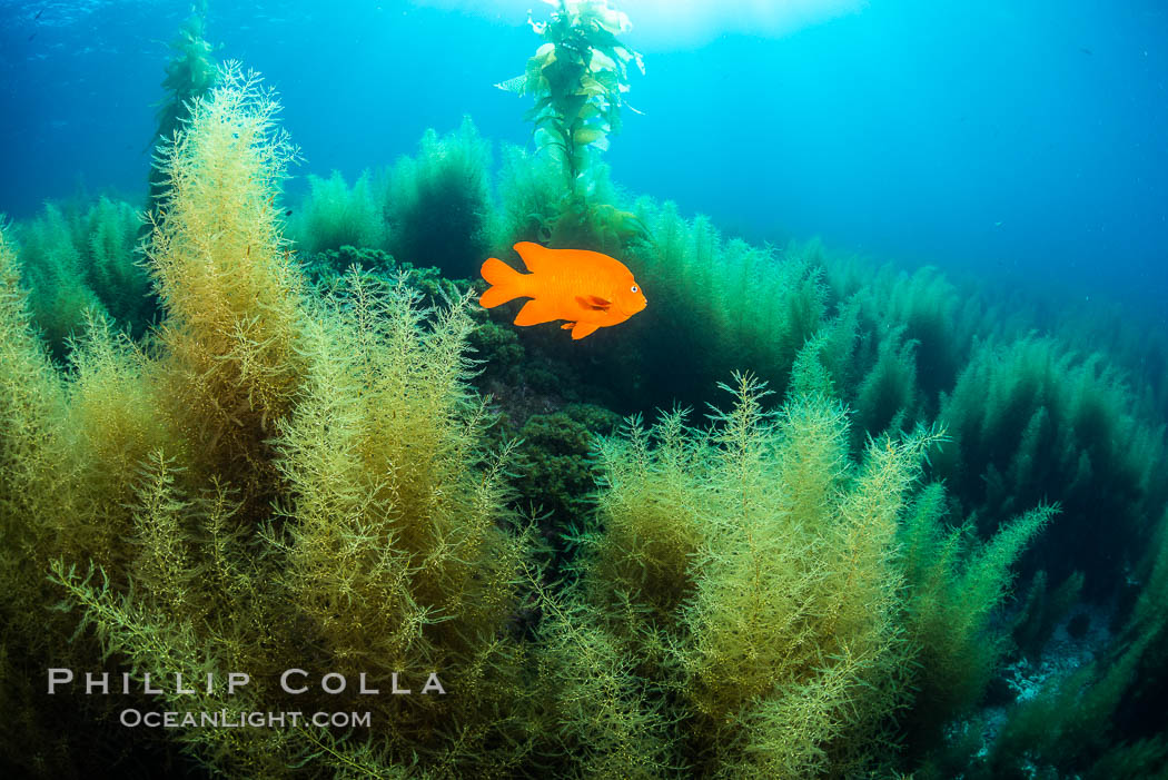 Garibaldi and invasive Sargassum. Catalina Island, California, USA, natural history stock photograph, photo id 34221