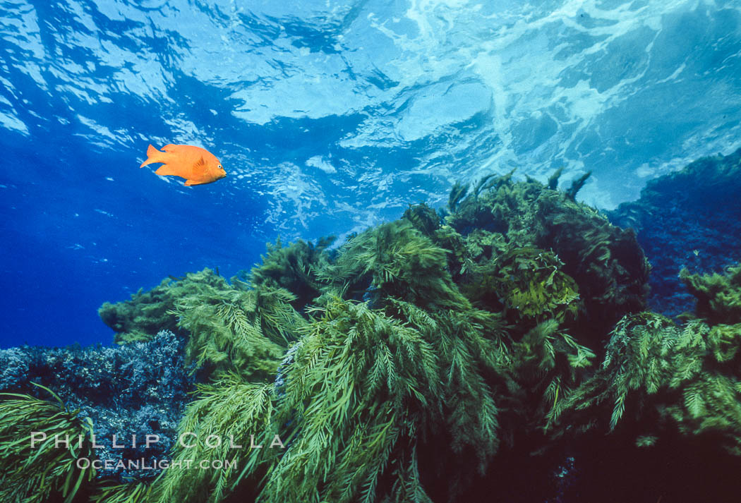 Garibaldi and kelp, Guadalupe Island, Mexico. Guadalupe Island (Isla Guadalupe), Baja California, natural history stock photograph, photo id 36160