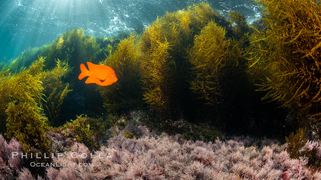 Garibaldi and Marine Algae, Coronado Islands, Mexico, Coronado Islands (Islas Coronado)