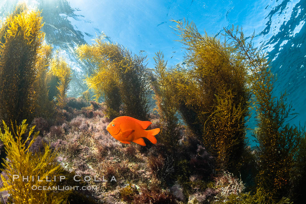 Garibaldi and Marine Algae, Coronado Islands, Mexico, Coronado Islands (Islas Coronado)