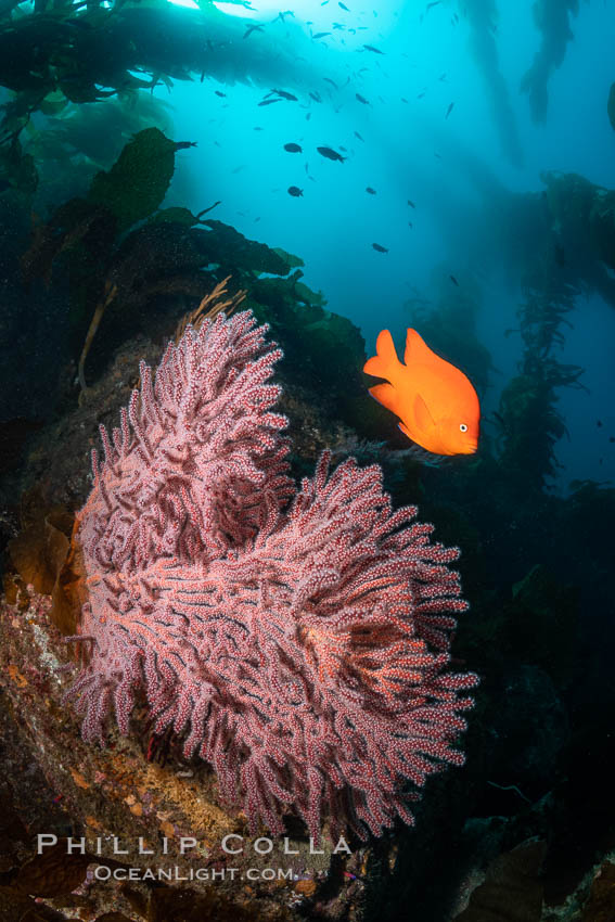 Garibaldi and Brown Gorgonian Muricea fruticosa, Catalina Island, with giant kelp stands reaching from the reef to the surface of the ocean in the distance.  The clown prince of the kelp forest, the Garibaldi, alternately poses for me and chirps at me to move away from his gorgonian