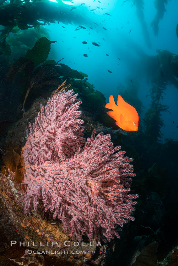 Garibaldi and Brown Gorgonian Muricea fruticosa, Catalina Island, with giant kelp stands reaching from the reef to the surface of the ocean in the distance.  The clown prince of the kelp forest, the Garibaldi, alternately poses for me and chirps at me to move away from his gorgonian. California, USA, natural history stock photograph, photo id 37157