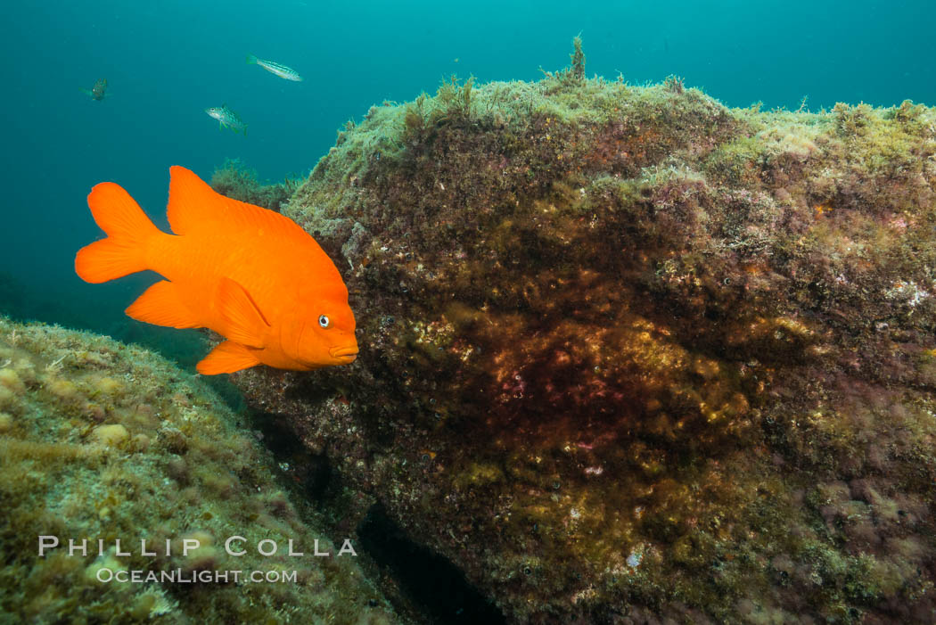 Garibaldi maintains a patch of algae (just in front of the fish) to entice a female to lay a clutch of eggs. Catalina Island, California, USA, Hypsypops rubicundus, natural history stock photograph, photo id 30977