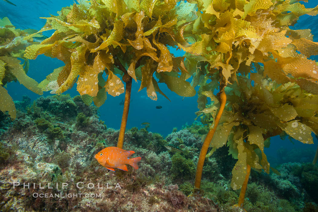 Garibaldi swimming through southern sea palm, San Clemente Island. California, USA, Eisenia arborea, Hypsypops rubicundus, natural history stock photograph, photo id 30876