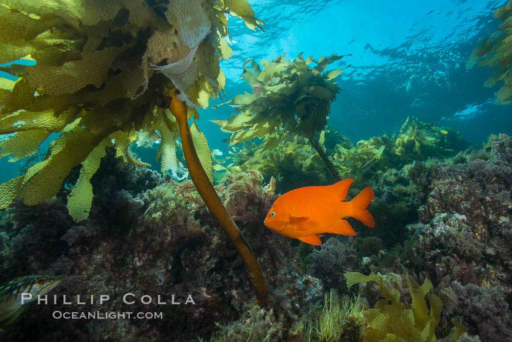 Garibaldi swimming through southern sea palm, San Clemente Island. California, USA, Eisenia arborea, Hypsypops rubicundus, natural history stock photograph, photo id 30916