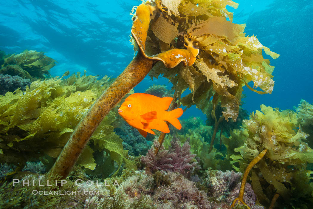 Garibaldi swimming through southern sea palm, San Clemente Island. California, USA, Eisenia arborea, Hypsypops rubicundus, natural history stock photograph, photo id 30877