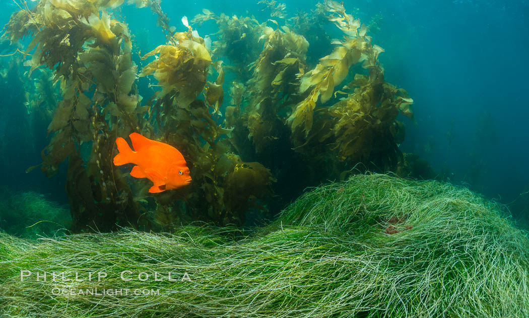 Garibaldi in eel grass, Catalina. Catalina Island, California, USA, natural history stock photograph, photo id 34172