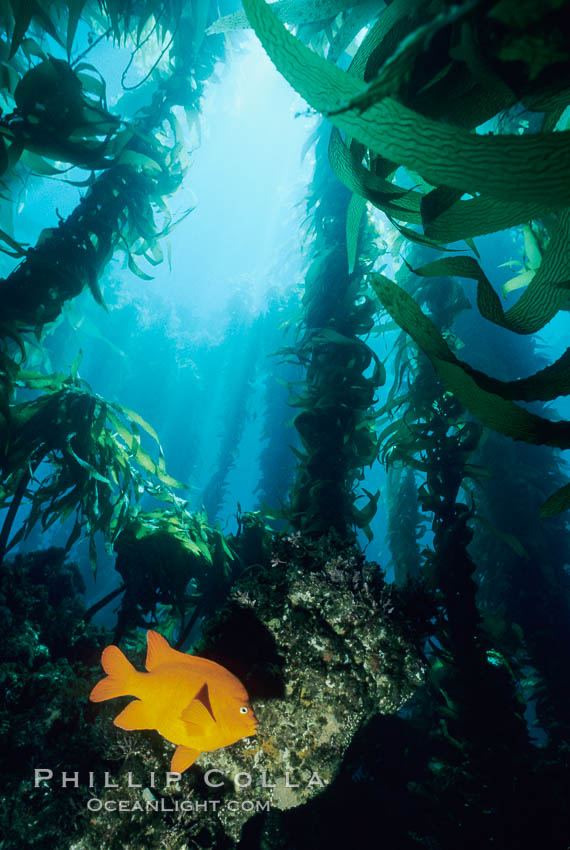 Garibaldi and kelp. San Clemente Island, California, USA, Hypsypops rubicundus, Macrocystis pyrifera, natural history stock photograph, photo id 00370