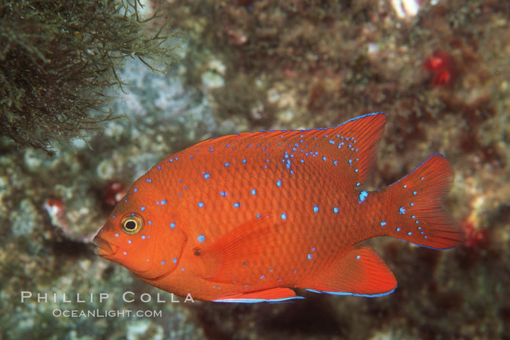 Juvenile garibaldi, vibrant spots distinguish it from pure orange adult form. San Clemente Island, California, USA, Hypsypops rubicundus, natural history stock photograph, photo id 01024