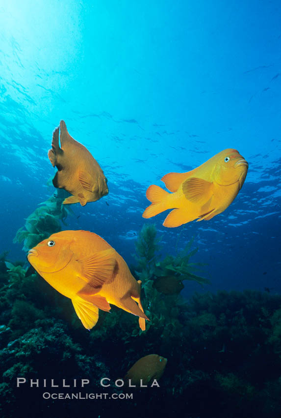 Garibaldi. San Clemente Island, California, USA, Hypsypops rubicundus, natural history stock photograph, photo id 01060