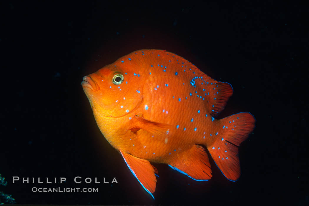 Juvenile garibaldi. California, USA, Hypsypops rubicundus, natural history stock photograph, photo id 01072