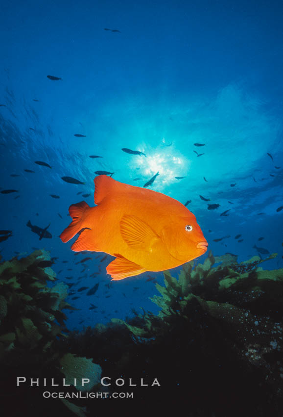 Garibaldi. San Clemente Island, California, USA, Hypsypops rubicundus, natural history stock photograph, photo id 00635