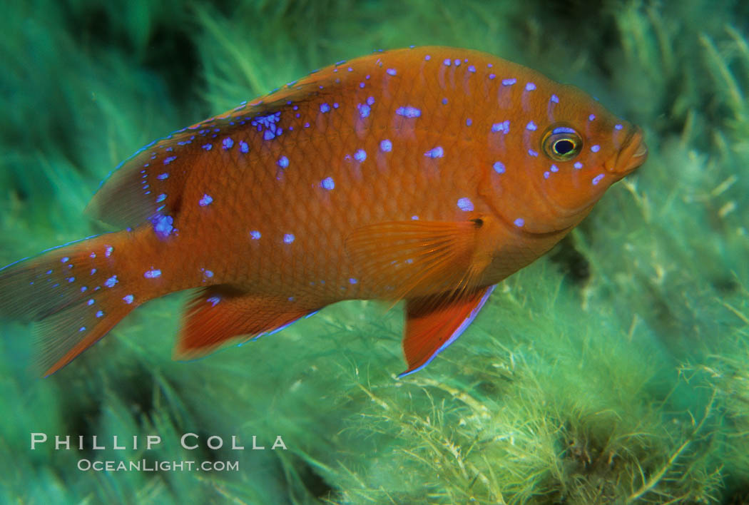 Juvenile garibaldi in motion. Catalina Island, California, USA, Hypsypops rubicundus, natural history stock photograph, photo id 02343