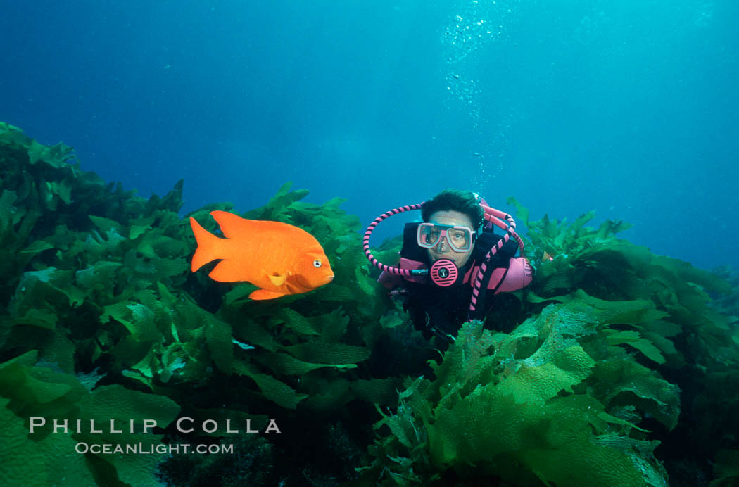 A SCUBA diver swimming over a rocky reef covered with kelp, watches a brightly colored orange garibaldi fish. San Clemente Island, California, USA, Hypsypops rubicundus, natural history stock photograph, photo id 01113