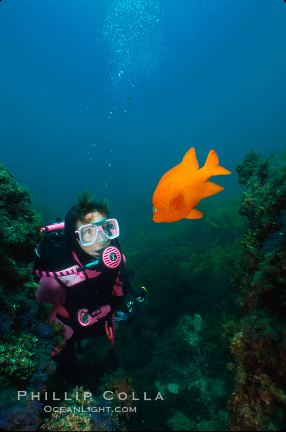 Diver and garibaldi, Catalina. Catalina Island, California, USA, Hypsypops rubicundus, natural history stock photograph, photo id 01969