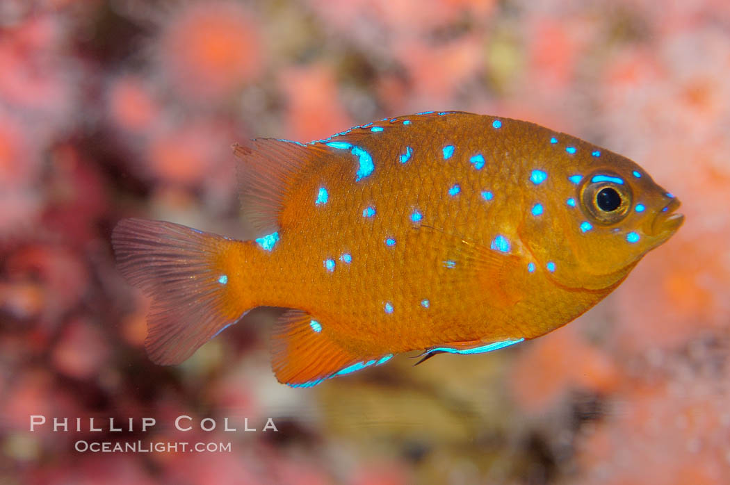 Juvenile garibaldi displaying distinctive blue spots. California, USA, Hypsypops rubicundus, natural history stock photograph, photo id 09394