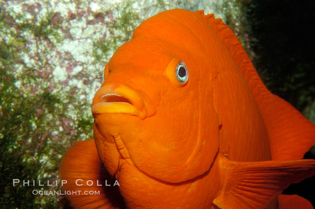 Adult garibaldi. California, USA, Hypsypops rubicundus, natural history stock photograph, photo id 09398