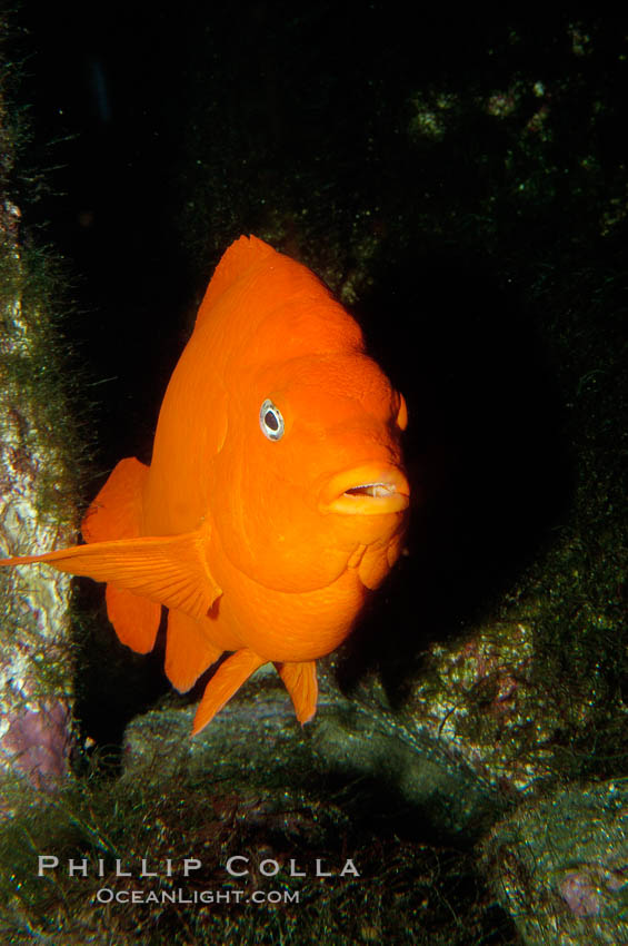 Adult garibaldi. California, USA, Hypsypops rubicundus, natural history stock photograph, photo id 09406