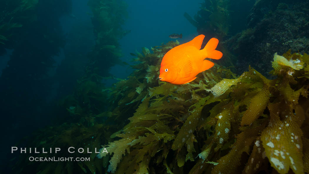 Garibaldi fish on kelp forest reef, underwater. San Clemente Island, California, USA, Hypsypops rubicundus, natural history stock photograph, photo id 25426