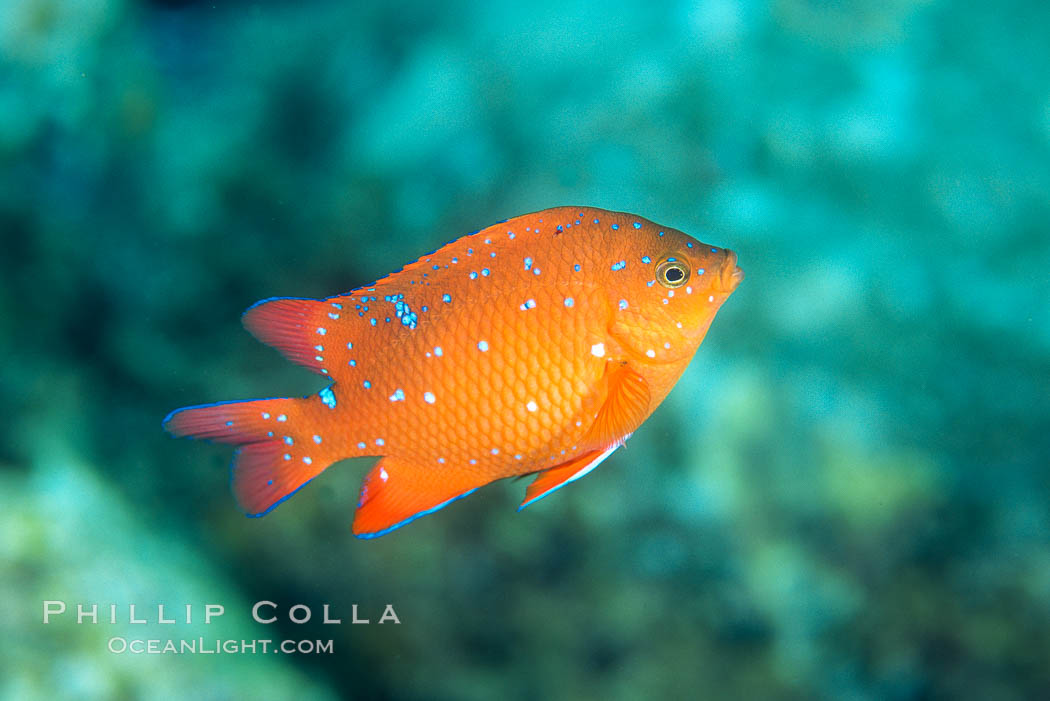 Juvenile Garibaldi, vibrant spots distinguish it from pure orange adult form. San Clemente Island, California, USA, Hypsypops rubicundus, natural history stock photograph, photo id 07052