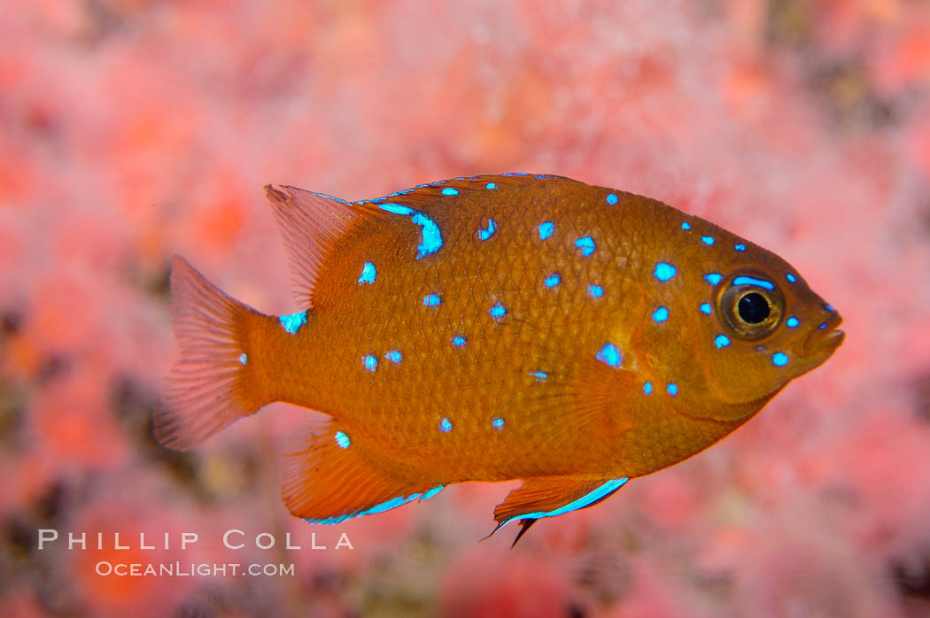 Juvenile garibaldi displaying distinctive blue spots. California, USA, Hypsypops rubicundus, natural history stock photograph, photo id 09388