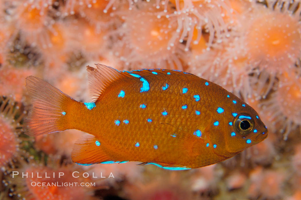 Juvenile garibaldi displaying distinctive blue spots. California, USA, Hypsypops rubicundus, natural history stock photograph, photo id 09392