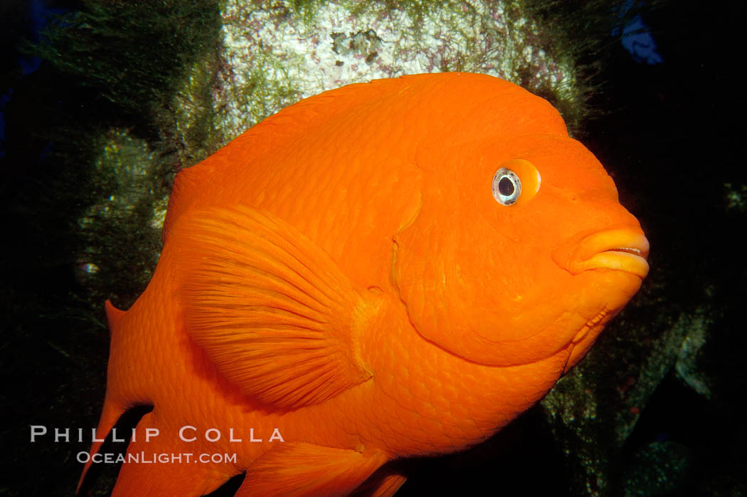 Juvenile garibaldi displaying distinctive blue spots. California, USA, Hypsypops rubicundus, natural history stock photograph, photo id 09400