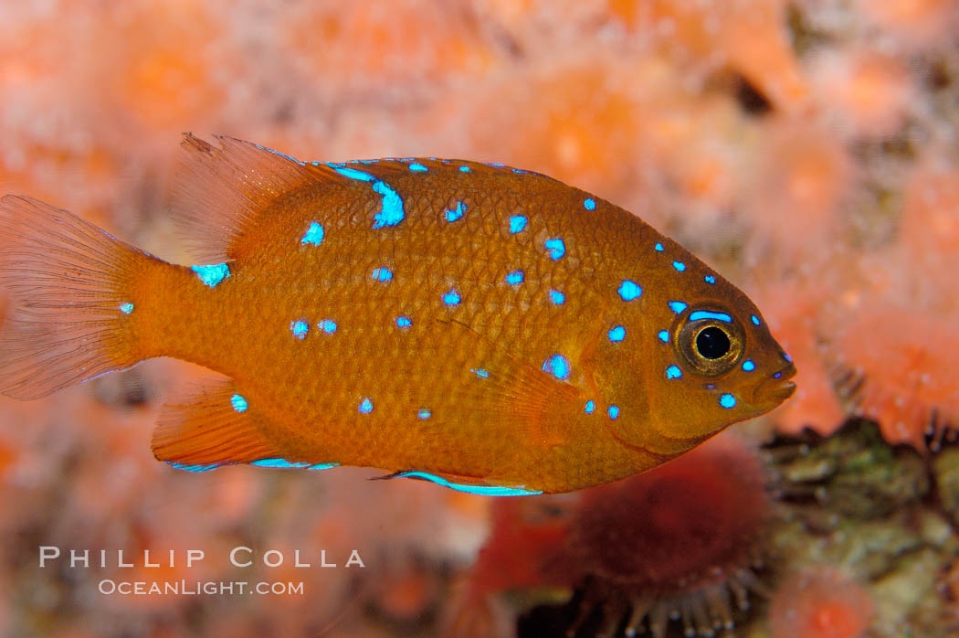 Juvenile garibaldi displaying distinctive blue spots. California, USA, Hypsypops rubicundus, natural history stock photograph, photo id 09404