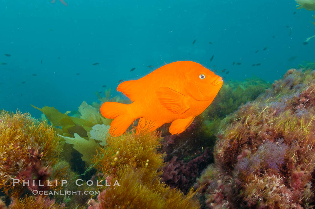 Garibaldi swims over a kelp covered reef. San Clemente Island, California, USA, Hypsypops rubicundus, natural history stock photograph, photo id 10192