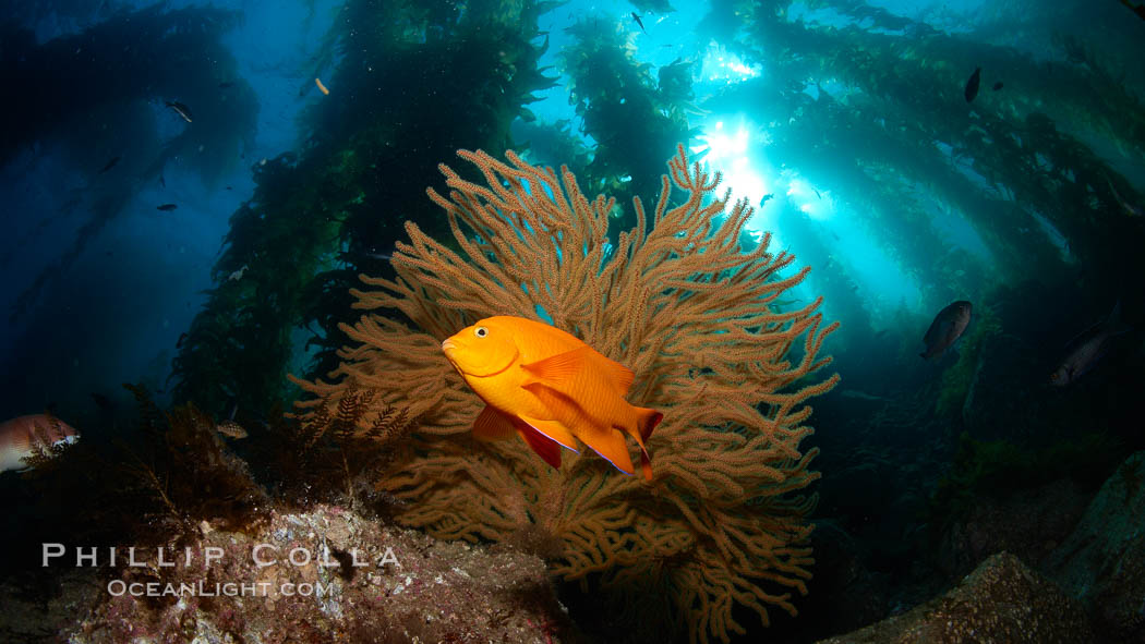 Garibaldi and golden gorgonian, with a underwater forest of giant kelp rising in the background, underwater. Catalina Island, California, USA, Hypsypops rubicundus, natural history stock photograph, photo id 23596