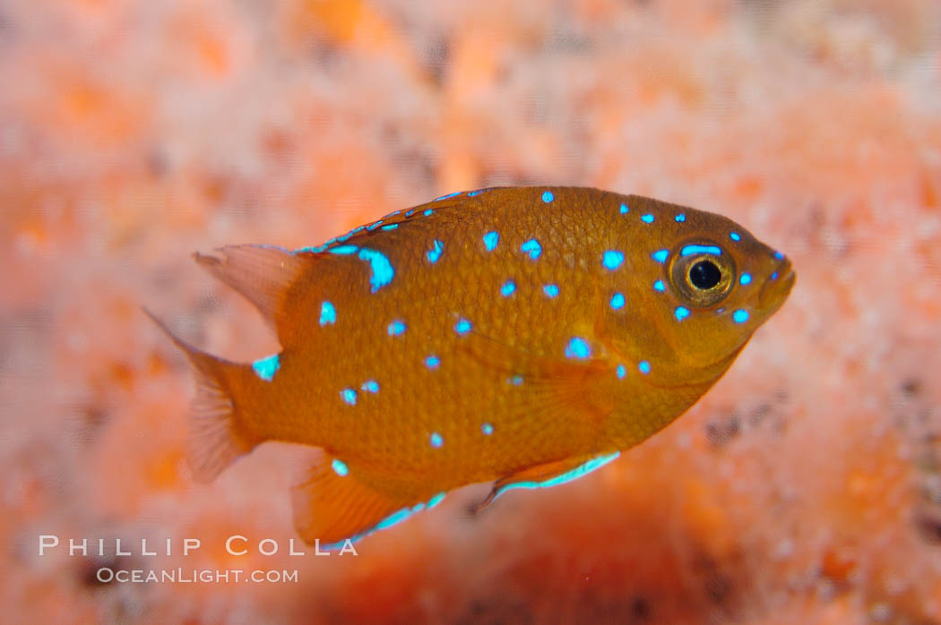 Juvenile garibaldi displaying distinctive blue spots. California, USA, Hypsypops rubicundus, natural history stock photograph, photo id 09391