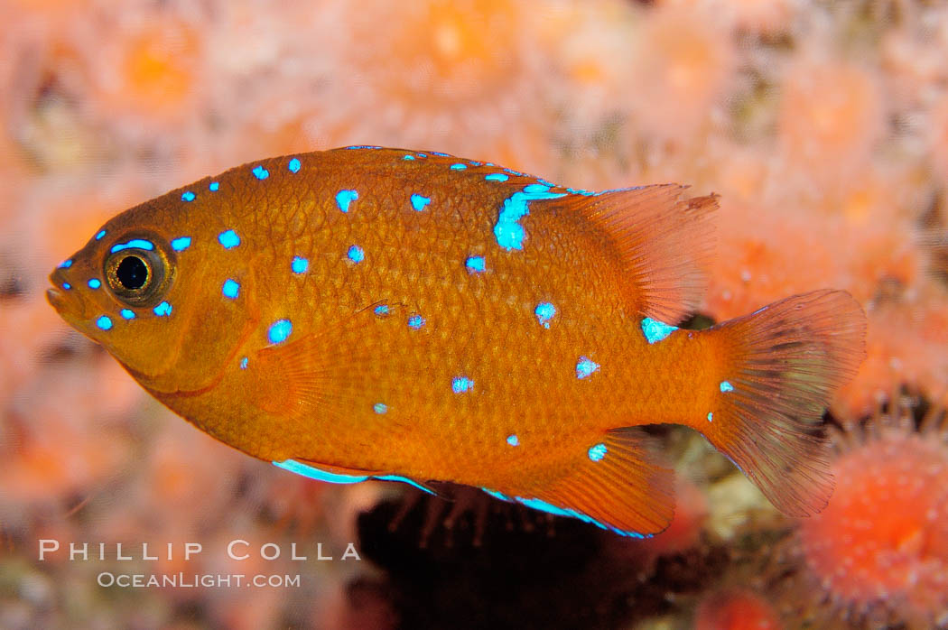 Image 09395, Juvenile garibaldi displaying distinctive blue spots. California, USA, Hypsypops rubicundus, Phillip Colla, all rights reserved worldwide. Keywords: adult juvenile difference, animal, california, california baja california, color and pattern, damselfish, fish, fish anatomy, garibaldi, hypsypops rubicundus, indo-pacific, marine fish, spot, underwater, usa.