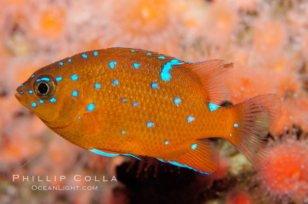 Juvenile garibaldi displaying distinctive blue spots. California, USA, Hypsypops rubicundus, natural history stock photograph, photo id 09395