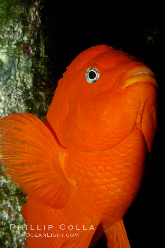 Adult garibaldi. California, USA, Hypsypops rubicundus, natural history stock photograph, photo id 09399