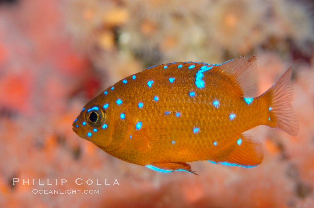 Juvenile garibaldi displaying distinctive blue spots. California, USA, Hypsypops rubicundus, natural history stock photograph, photo id 09403