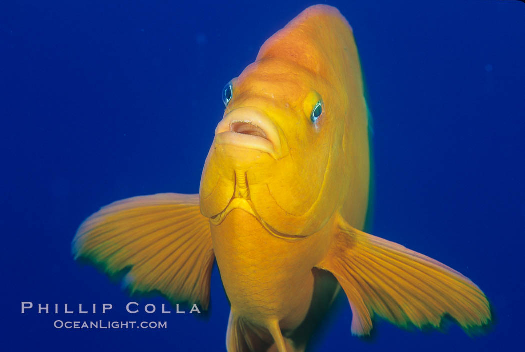 Garibaldi. San Clemente Island, California, USA, Hypsypops rubicundus, natural history stock photograph, photo id 07053