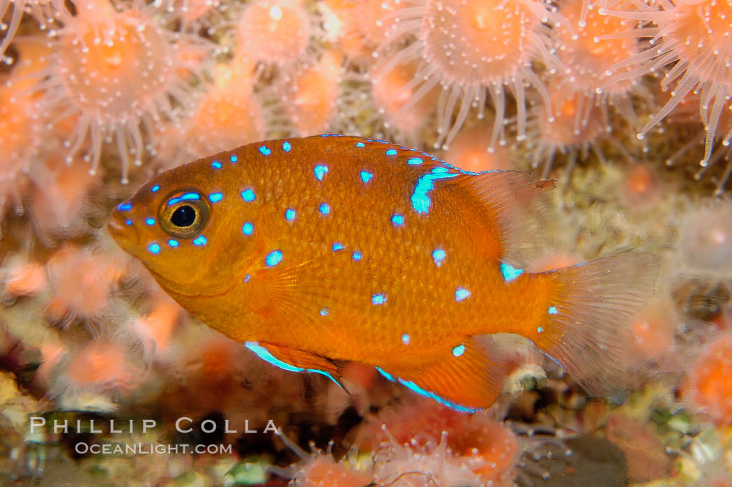 Juvenile garibaldi displaying distinctive blue spots. California, USA, Hypsypops rubicundus, natural history stock photograph, photo id 09389