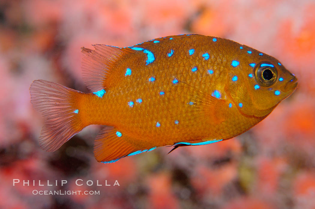 Juvenile garibaldi displaying distinctive blue spots. California, USA, Hypsypops rubicundus, natural history stock photograph, photo id 09397